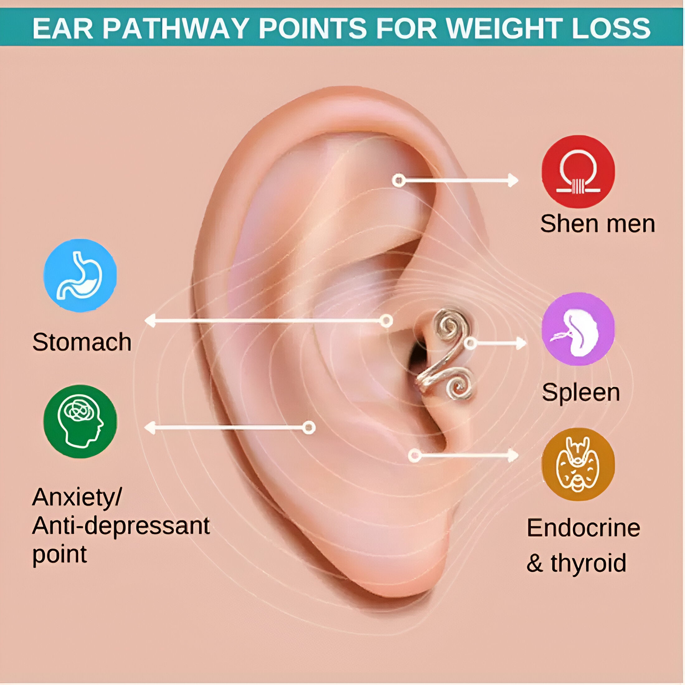 Acupressure Slimming  for Weight Loss Earrings (Pair of 2)